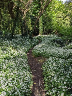 Yeşil bahar ormanında güzel bir patika