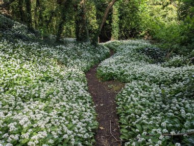 Yeşil bahar ormanında güzel bir patika