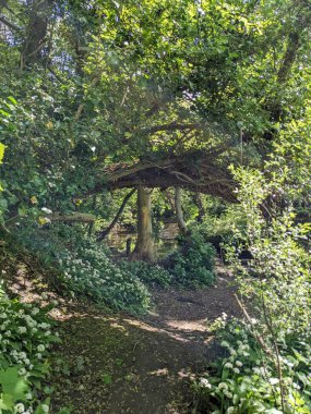 Yeşil yemyeşil ormanın güzel manzarası 