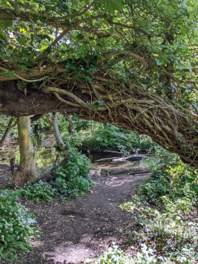 Ağaçların ve ormanın güzel manzarası