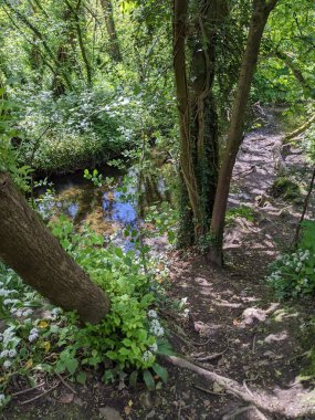 Ağaçları, yeşil bitkileri ve küçük bir deresi olan güzel bir orman manzarası.. 