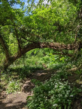 Yeşil bahar ormanında güzel bir patika