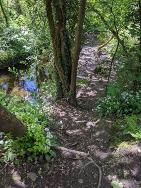 Ağaçları, yeşil bitkileri ve küçük bir deresi olan güzel bir orman manzarası.. 