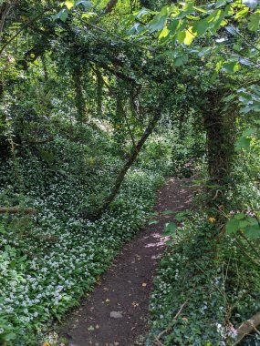 Yeşil bahar ormanında güzel bir patika