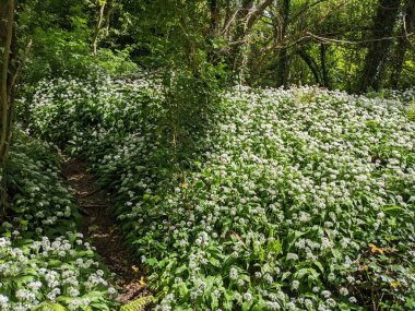 Bahar ormanında yabani çiçekler açıyor.