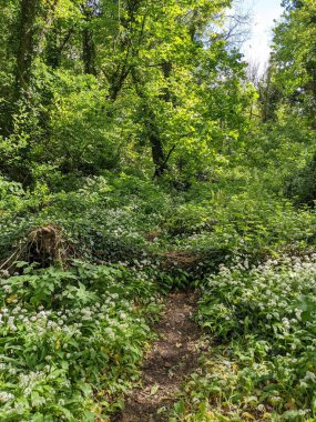 Bahar ormanında yabani çiçekler açıyor.