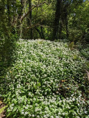 Bahar ormanında yabani çiçekler açıyor.