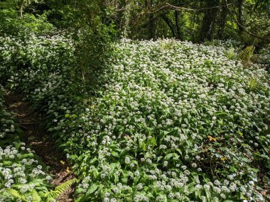 Bahar ormanında yabani çiçekler açıyor.