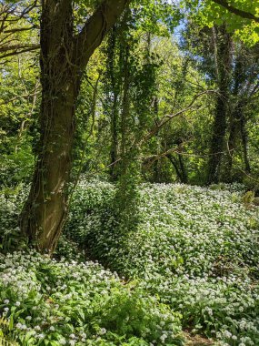 Bahar ormanında yabani çiçekler açıyor.