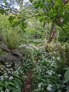 Bahar ormanında yabani çiçekler açıyor.