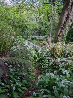 Bahar ormanında yabani çiçekler açıyor.