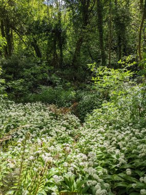 Bahar ormanında yabani çiçekler açıyor.