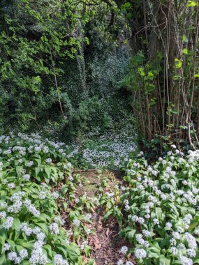 Bahar ormanında yabani çiçekler açıyor.