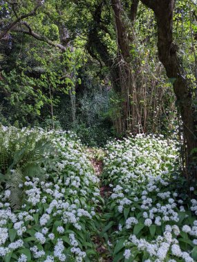 Bahar ormanında yabani çiçekler açıyor.