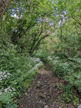 Yeşil bahar ormanında güzel bir patika
