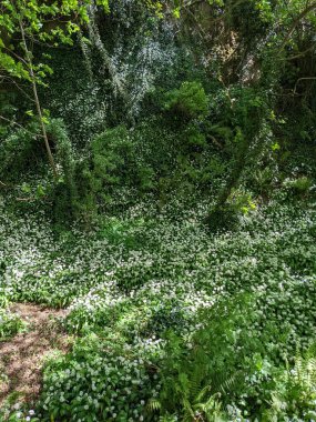 Bahar ormanında yabani çiçekler açıyor.