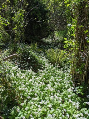 Bahar ormanında yabani çiçekler açıyor.