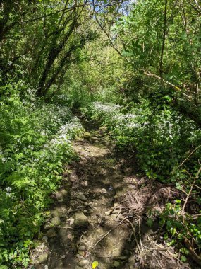 Bahar ormanında yabani çiçekler açıyor.