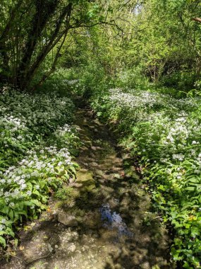 Bahar ormanında yabani çiçekler açıyor.