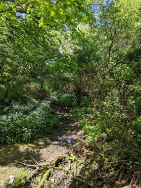 Yeşil bahar ormanında güzel bir patika