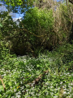 Bahar ormanında yabani çiçekler açıyor.