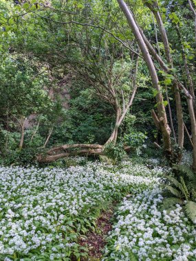 Bahar ormanında yabani çiçekler açıyor.