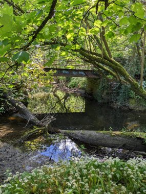 Ormandaki bir derenin üzerindeki eski köprü. 