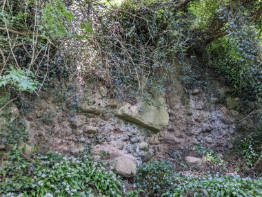 Sabah güzel dağ ormanları 