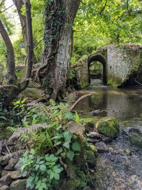 Ormandaki bir derenin üzerindeki eski taş köprü. 