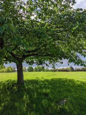 Parktaki güzel yeşil ağaç