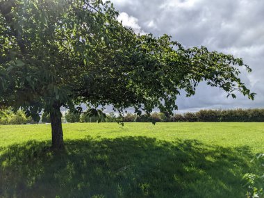 Parktaki güzel yeşil ağaç