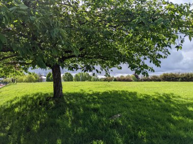 Güzel bir yaz gökyüzünün arka planında yeşil bir ağaç