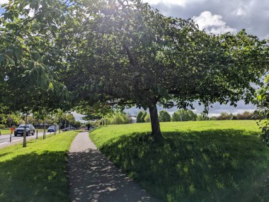 Yol kenarındaki güzel yeşil ağaçlar