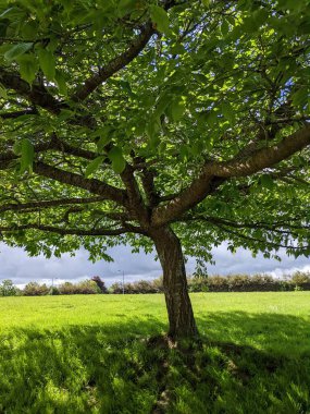Yaz tarlasında yeşil ağaç