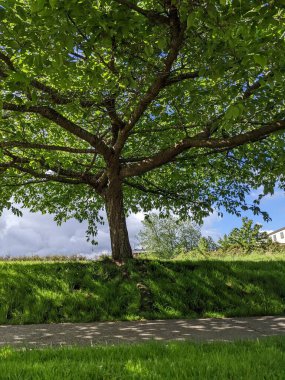 Parktaki güzel yeşil ağaçlar