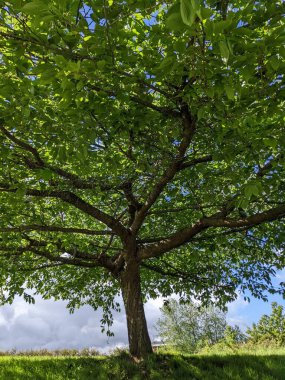 Mavi gökyüzünün arkaplanındaki ağaç