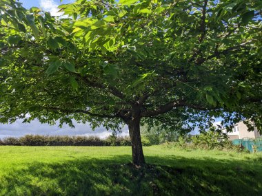 Parktaki güzel yeşil ağaçlar