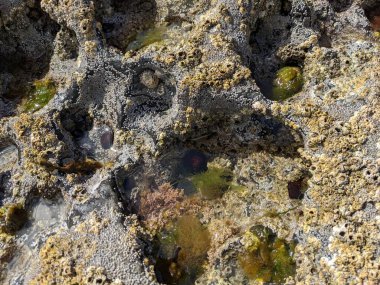 Deniz taşlarının taş dokusu.