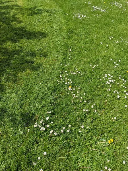 Grönt Gräs Med Vita Blommor — Stockfoto