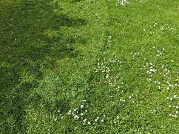 Zielona Trawa Białymi Kwiatami — Zdjęcie stockowe