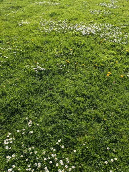 Green Grass Little Flowers Natural Background — Stockfoto