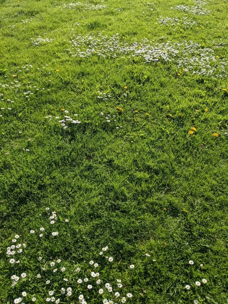 Green Grass Little Flowers Natural Background — Stock Photo, Image