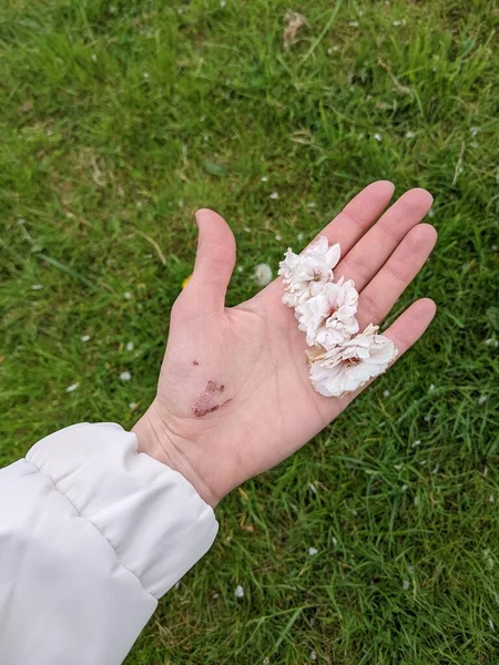 Female Hand Holding White Flowers Summer Concept Close — Φωτογραφία Αρχείου