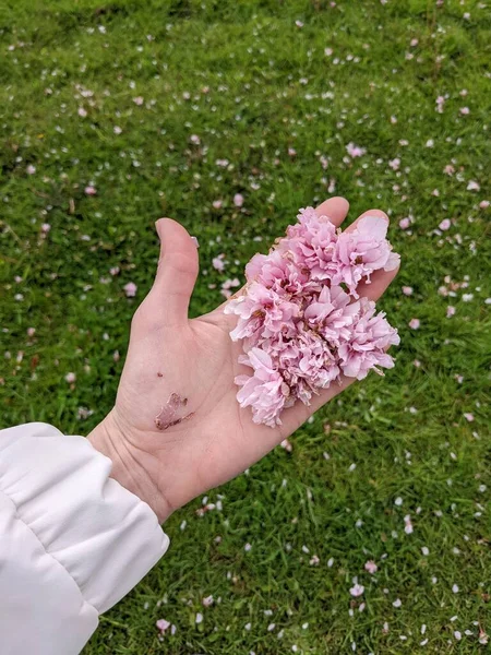 Female Hand Holding Pink Flowers Summer Concept Close — Stockfoto