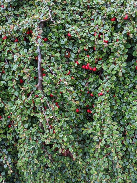 Hintergrund Von Dekorativem Strauch Mit Roten Beeren — Stockfoto