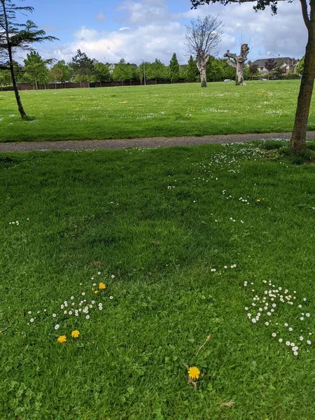 Uitzicht Groene Weide Met Kleine Bloemen — Stockfoto