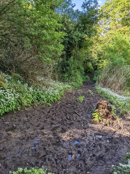 Yeşil yemyeşil ormandaki bataklık  