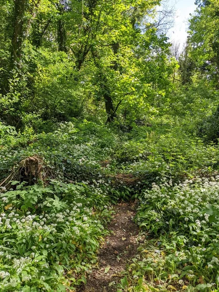 Bahar ormanında yabani çiçekler açıyor.