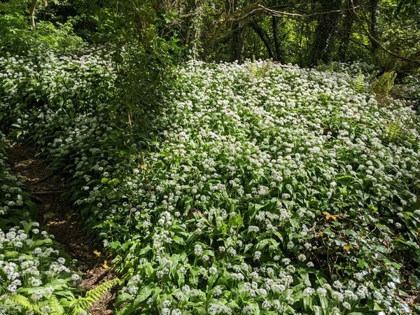 Bahar ormanında yabani çiçekler açıyor.