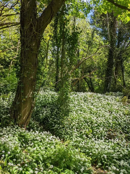 Bahar ormanında yabani çiçekler açıyor.
